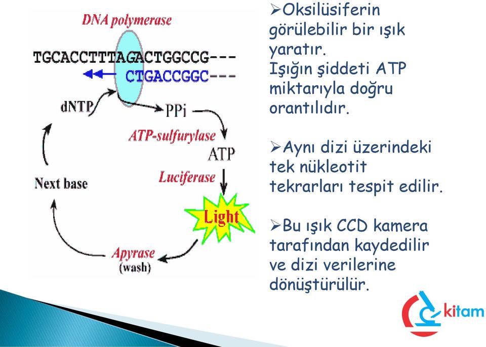 Aynı dizi üzerindeki tek nükleotit tekrarları tespit