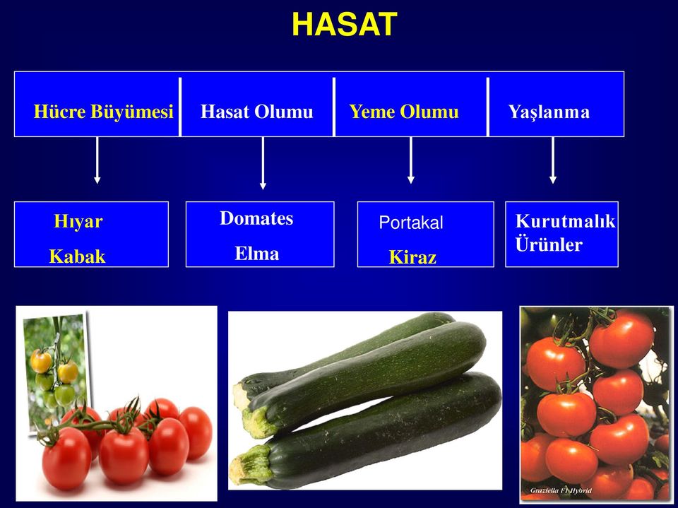 Yeme Olumu Yaşlanma Salatalık Kabak Hıyar