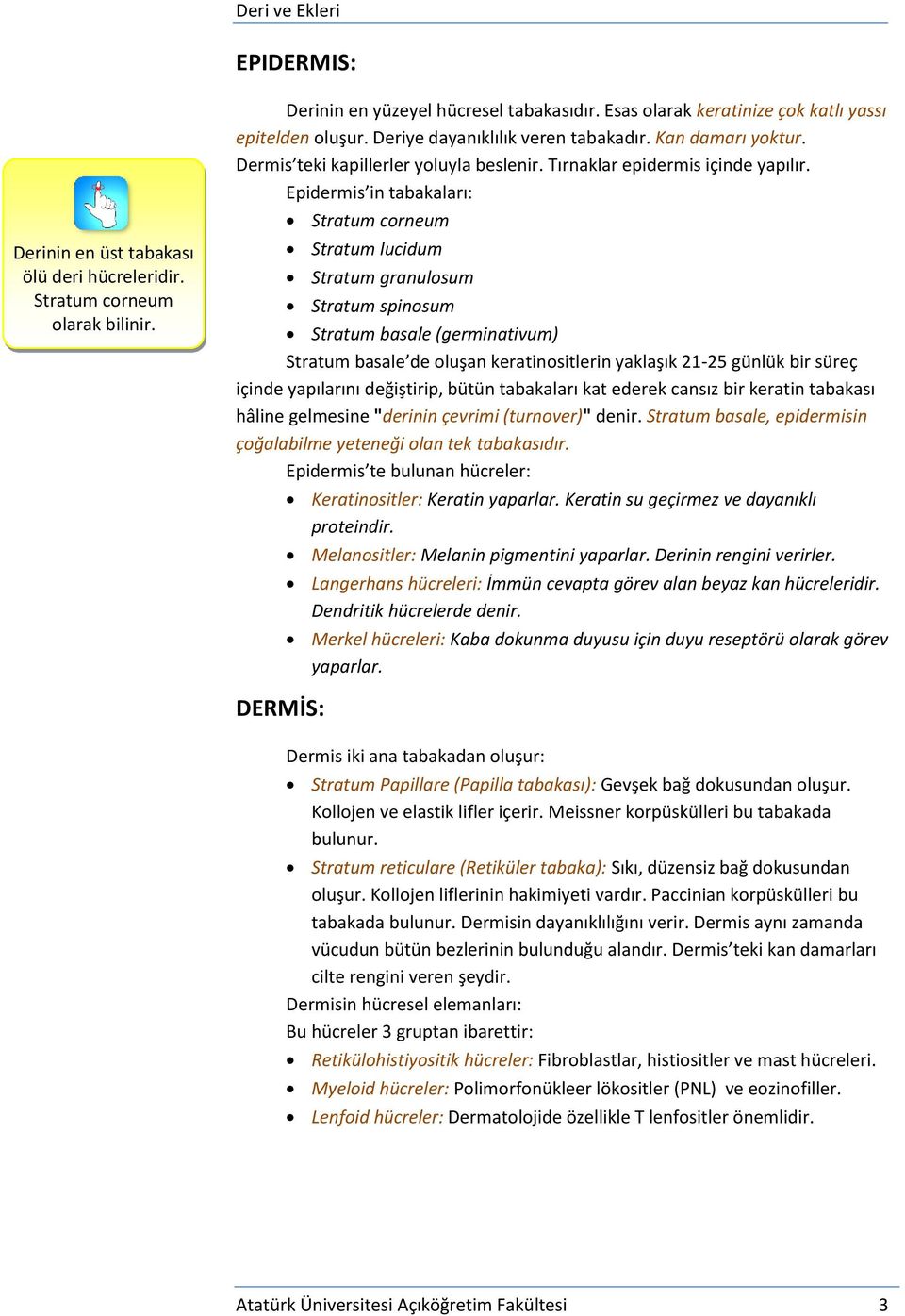 Epidermis in tabakaları: Stratum corneum Stratum lucidum Stratum granulosum Stratum spinosum Stratum basale (germinativum) Stratum basale de oluşan keratinositlerin yaklaşık 21-25 günlük bir süreç