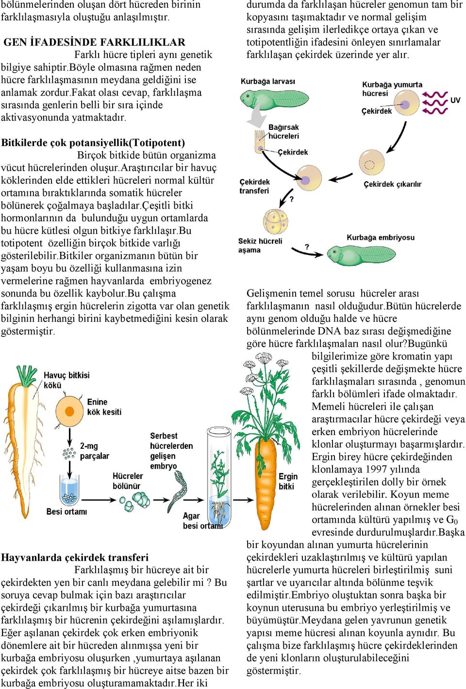 Bitkilerde çok potansiyellik(totipotent) Birçok bitkide bütün organizma vücut hücrelerinden oluşur.