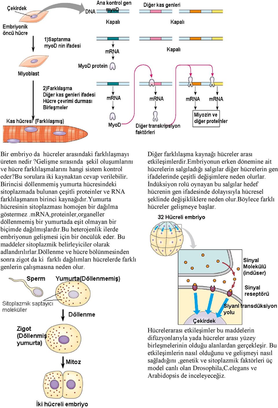 mrna,proteinler,organeller döllenmemiş bir yumurtada eşit olmayan bir biçimde dağılmışlardır.bu heterojenlik ilerde embriyonun gelişmesi için bir öncülük eder.