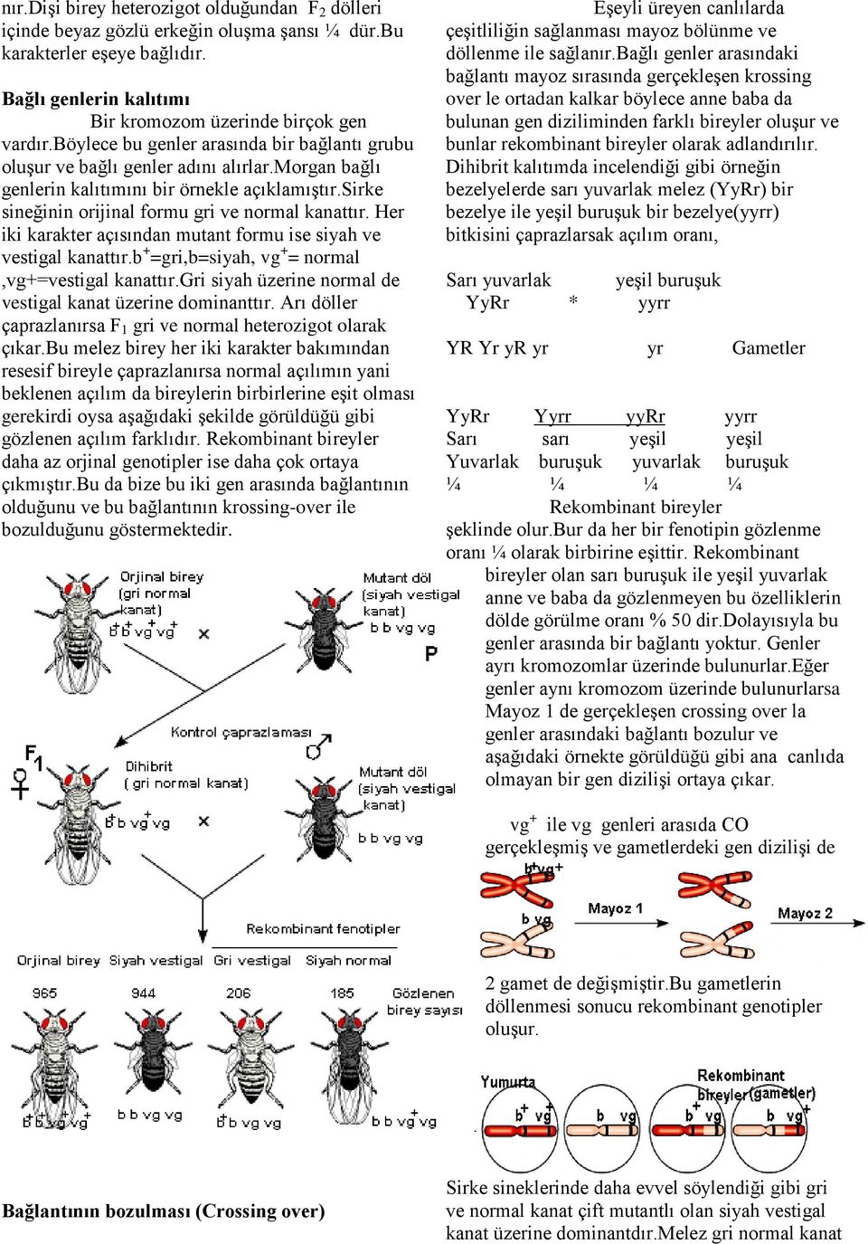 Her iki karakter açısından mutant formu ise siyah ve vestigal kanattır.b + =gri,b=siyah, vg + = normal,vg+=vestigal kanattır.gri siyah üzerine normal de vestigal kanat üzerine dominanttır.