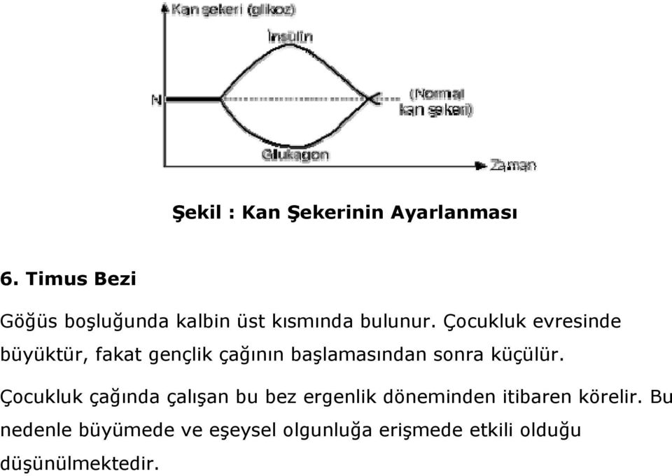 Çocukluk evresinde büyüktür, fakat gençlik çağının başlamasından sonra küçülür.