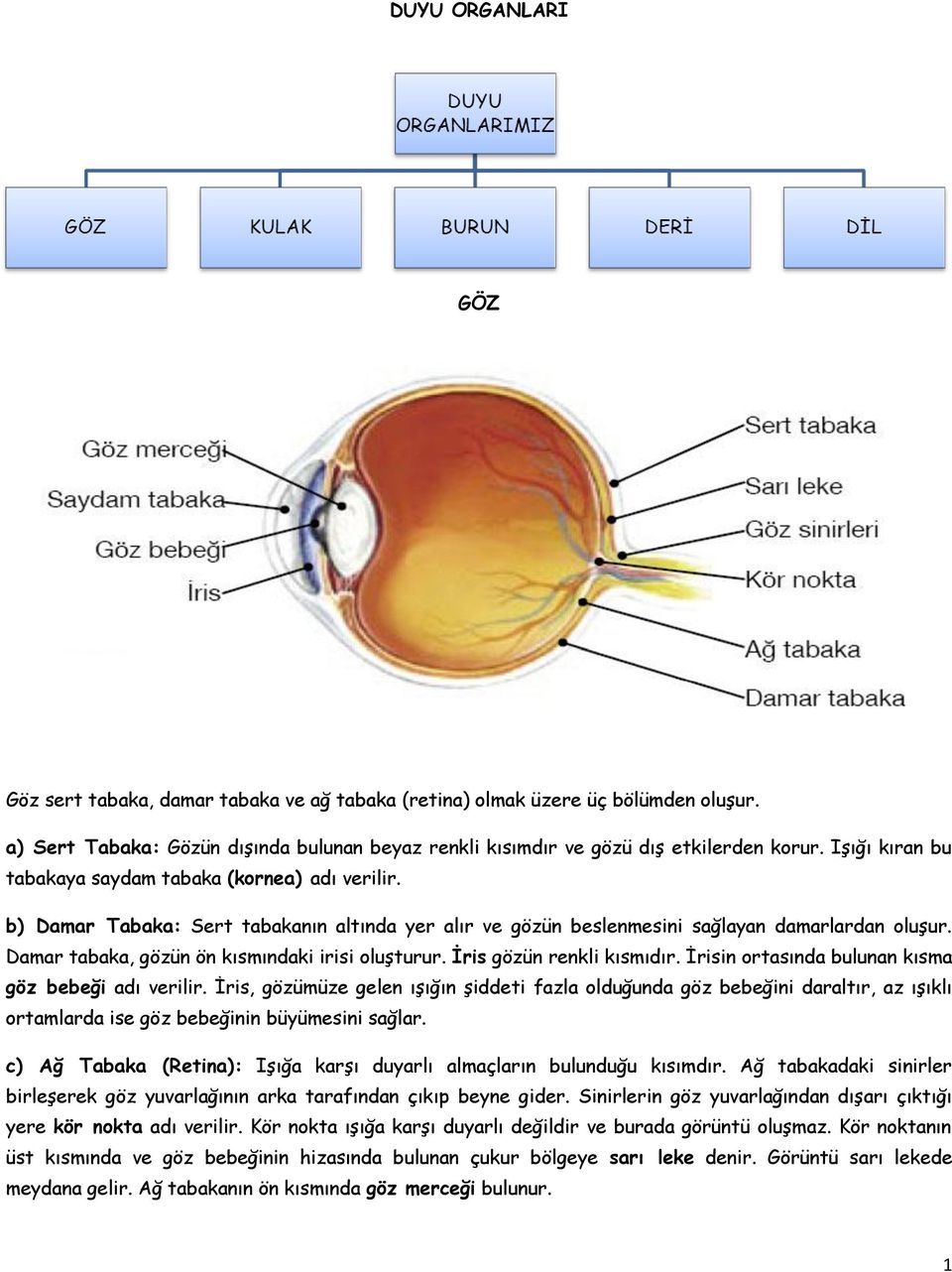 Damar tabaka, gözün ön kısmındaki irisi oluşturur. İris gözün renkli kısmıdır. İrisin ortasında bulunan kısma göz bebeği adı verilir.