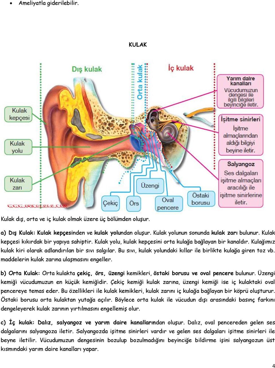 Bu sıvı, kulak yolundaki kıllar ile birlikte kulağa giren toz vb. maddelerin kulak zarına ulaşmasını engeller.