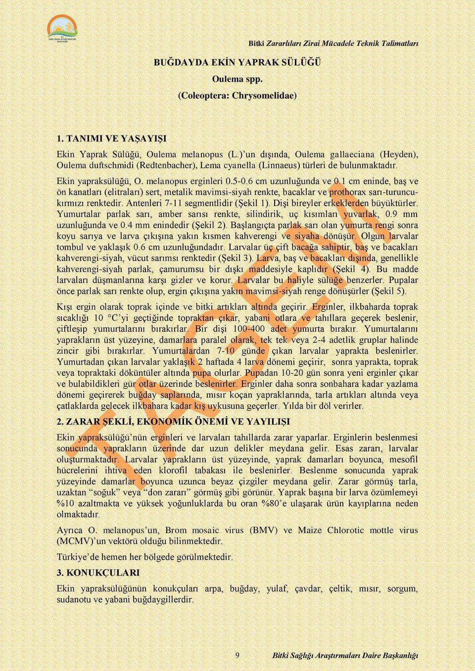 1 cm eninde, baş ve ön kanatları (elitraları) sert, metalik mavimsi-siyah renkte, bacaklar ve prothorax sarı-turuncukırmızı renktedir. Antenleri 7-11 segmentlidir (Şekil 1).