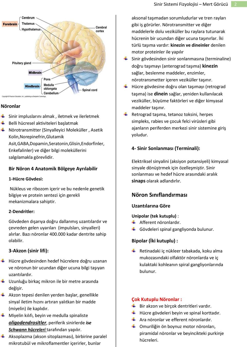 Bir Nöron 4 Anatomik Bölgeye Ayrılabilir 1-Hücre Gövdesi: Nükleus ve ribozom içerir ve bu nedenle genetik bilgiye ve protein sentezi için gerekli mekanizmalara sahiptir.