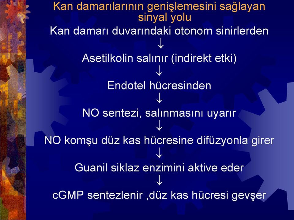 hücresinden NO sentezi, salınmasını uyarır NO komşu düz kas hücresine