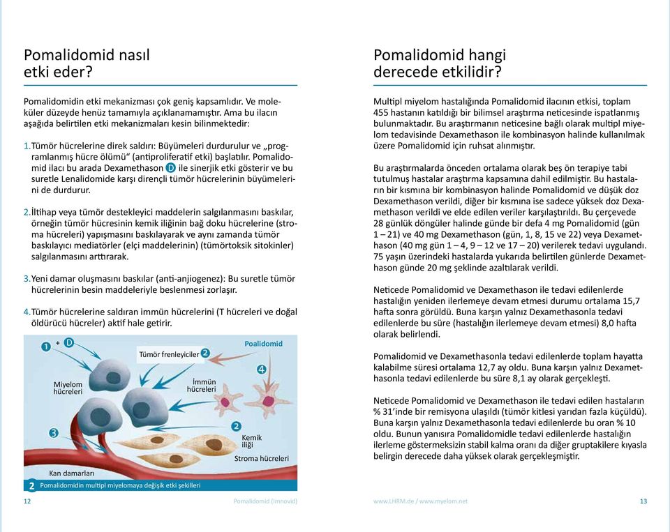 Pomalidomid ilacı bu arada Dexamethason D ile sinerjik etki gösterir ve bu suretle Lenalidomide karşı dirençli tümör hücrelerinin büyümelerini de durdurur. 2.