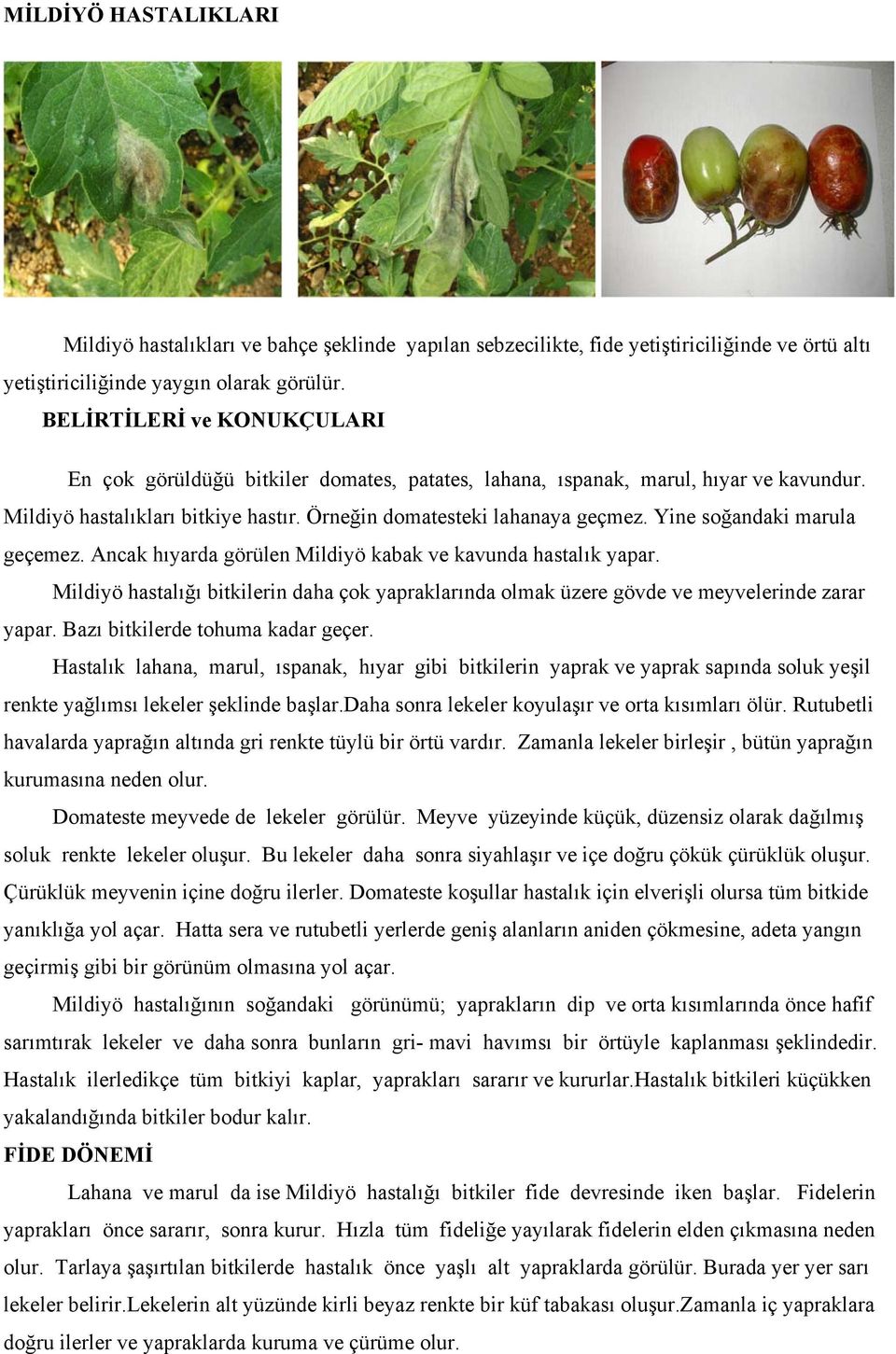 Yine soğandaki marula geçemez. Ancak hıyarda görülen Mildiyö kabak ve kavunda hastalık yapar. Mildiyö hastalığı bitkilerin daha çok yapraklarında olmak üzere gövde ve meyvelerinde zarar yapar.