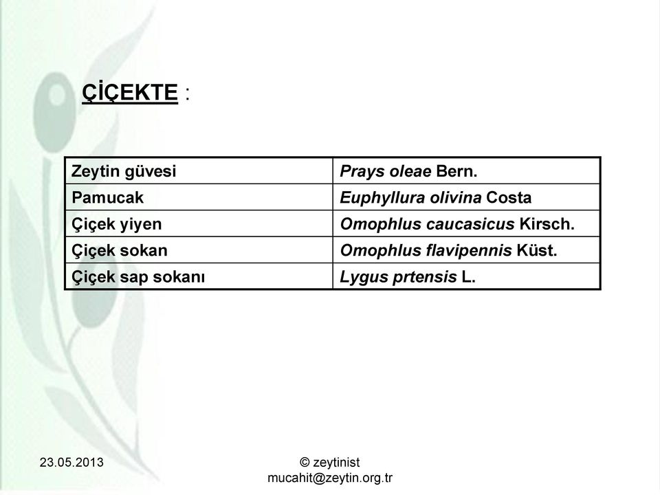 Omophlus caucasicus Kirsch.