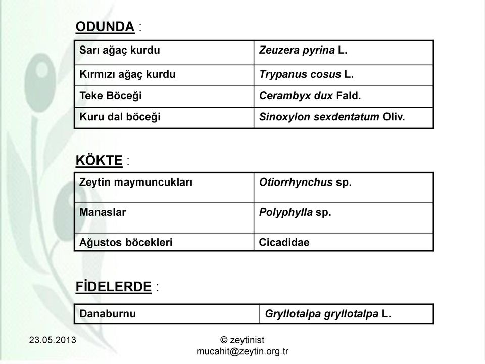 Teke Böceği Kuru dal böceği Cerambyx dux Fald. Sinoxylon sexdentatum Oliv.