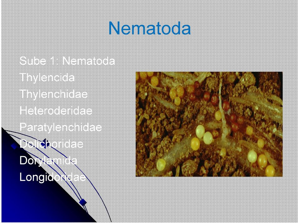 Heteroderidae