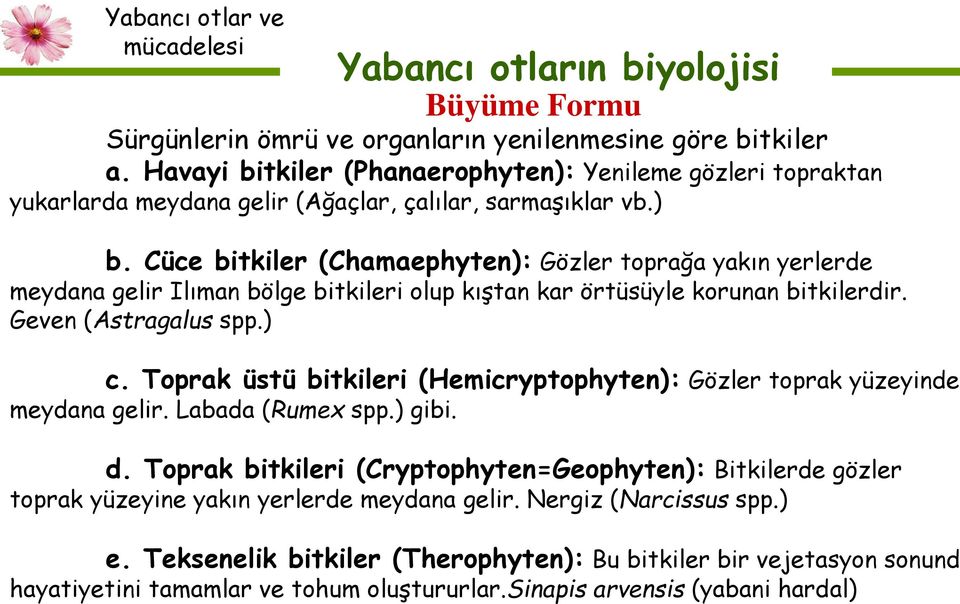 Cüce bitkiler (Chamaephyten): Gözler toprağa yakın yerlerde meydana gelir Ilıman bölge bitkileri olup kıştan kar örtüsüyle korunan bitkilerdir. Geven (Astragalus spp.) c.