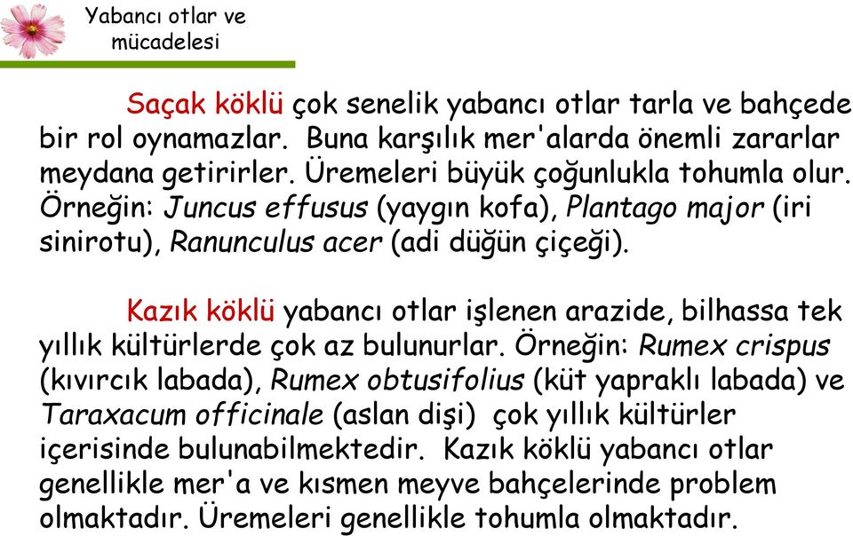 Kazık köklü yabancı otlar işlenen arazide, bilhassa tek yıllık kültürlerde çok az bulunurlar.