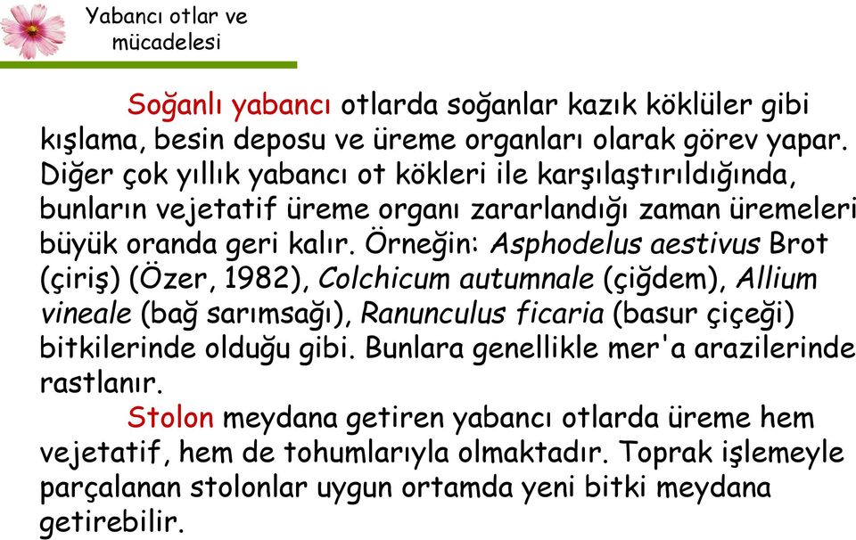 Örneğin: Asphodelus aestivus Brot (çiriş) (Özer, 1982), Colchicum autumnale (çiğdem), Allium vineale (bağ sarımsağı), Ranunculus ficaria (basur çiçeği) bitkilerinde olduğu