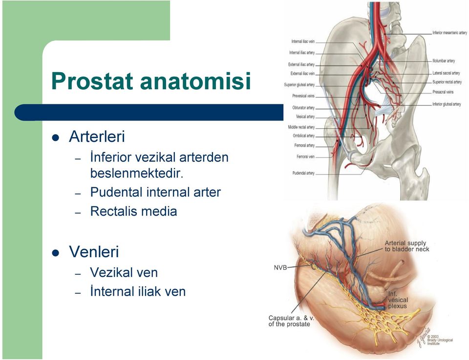 Pudental internal arter Rectalis