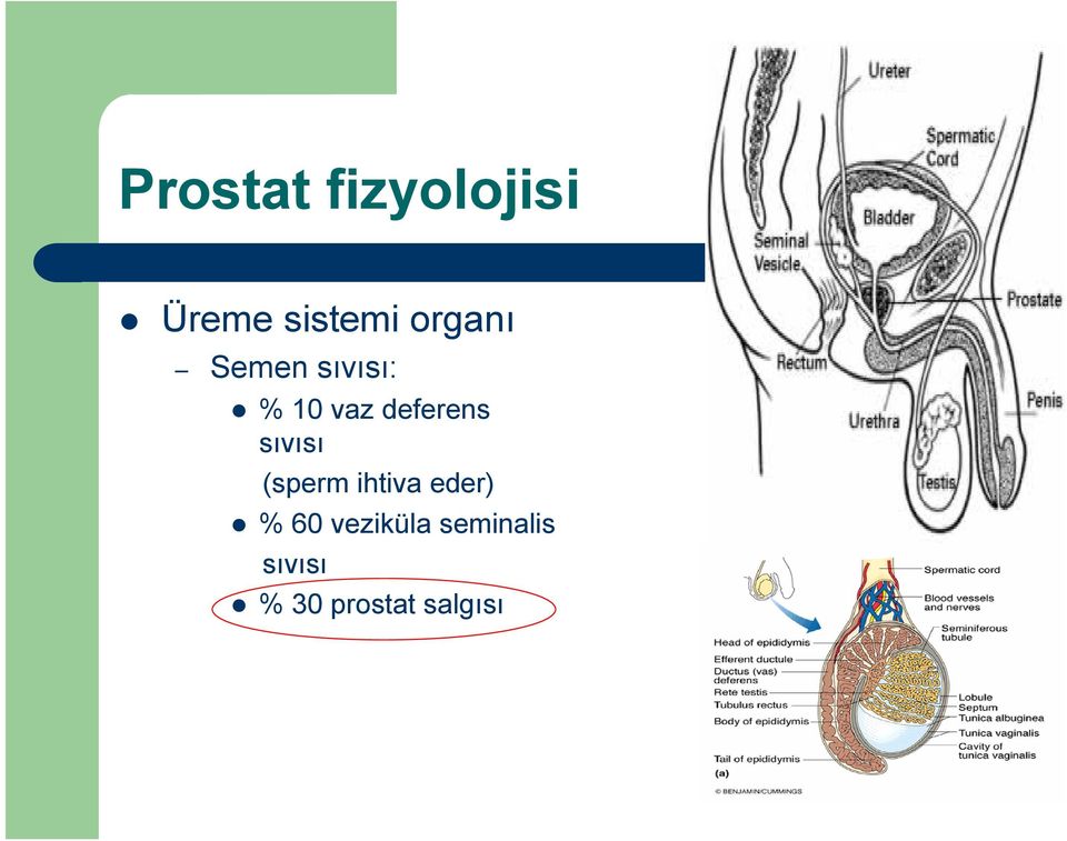 deferens sıvısı (sperm ihtiva eder) %