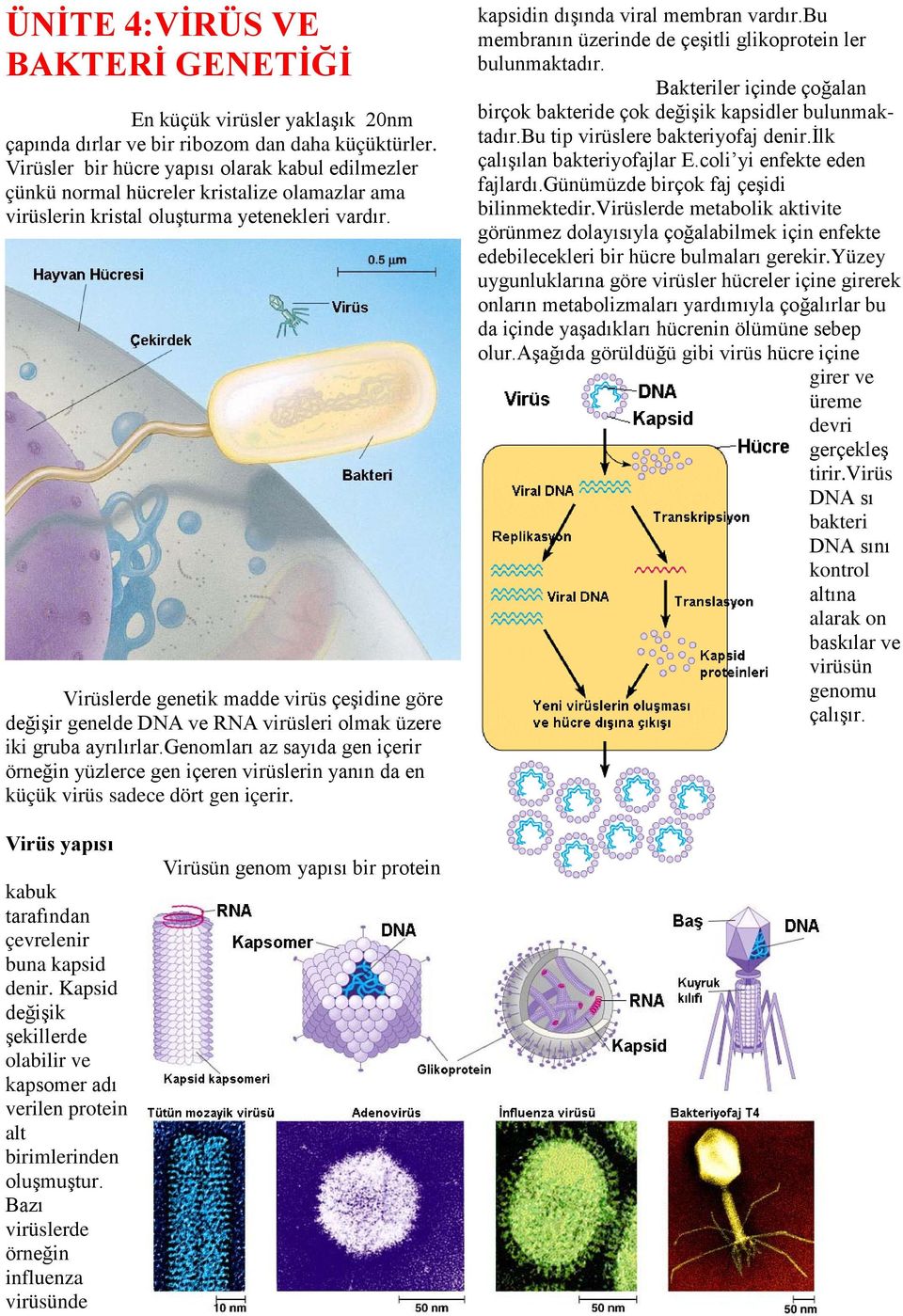 Virüslerde genetik madde virüs çeşidine göre değişir genelde DNA ve RNA virüsleri olmak üzere iki gruba ayrılırlar.