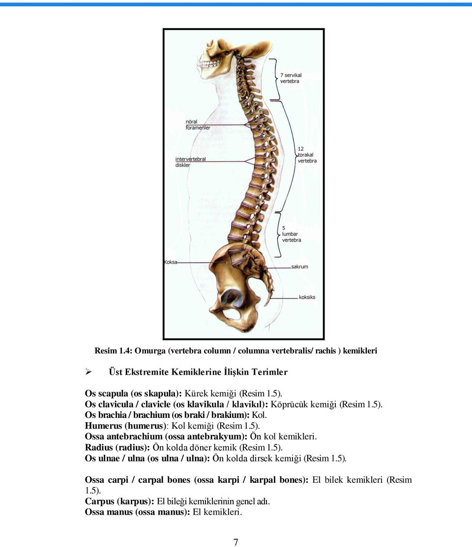 Radius (radius): Ön kolda döner kemik (Resim 1.5). Os ulnae / ulna (os ulna / ulna): Ön kolda dirsek kemiği (Resim 1.5). Ossa carpi / carpal bones (ossa karpi / karpal bones): El bilek kemikleri (Resim 1.