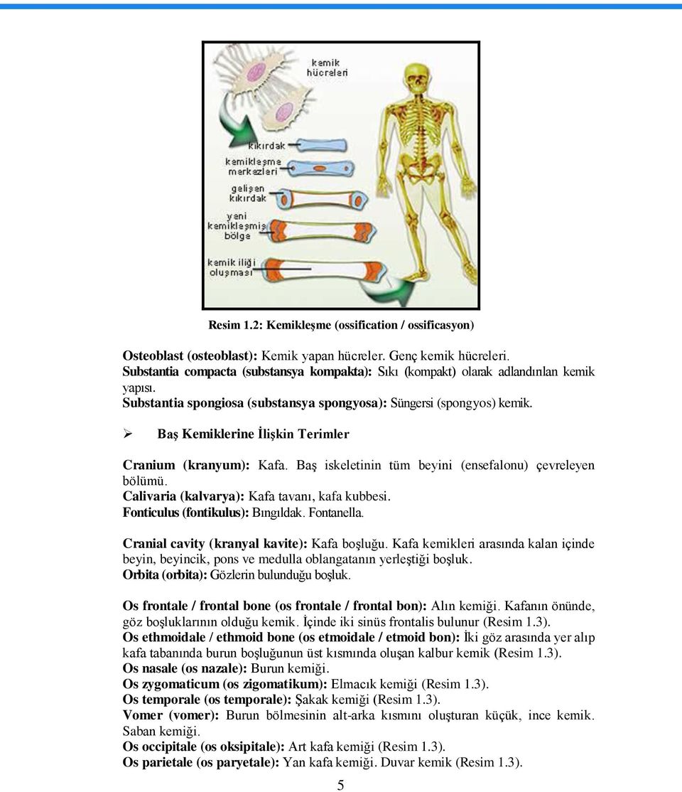 BaĢ Kemiklerine ĠliĢkin Terimler Cranium (kranyum): Kafa. BaĢ iskeletinin tüm beyini (ensefalonu) çevreleyen bölümü. Calivaria (kalvarya): Kafa tavanı, kafa kubbesi.