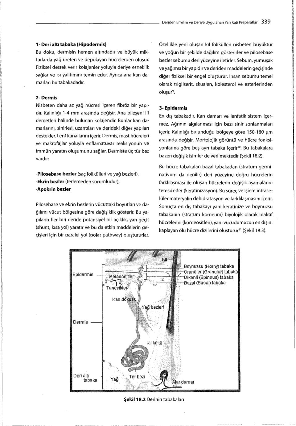 Kalınlığı 1-4 mm arasında değişir. Ana bileşeni lif demetleri halinde bulunan kolajendir. Bunlar kan damarlarını, sinirleri, uzantıları ve derideki diğer yapıları destekler. Lenf kanallarını içerir.