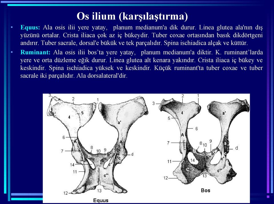 Spina ischiadica alçak ve küttür. Ruminant: Ala osis ilii bos ta yere yatay, planum medianum'a diktir. K.