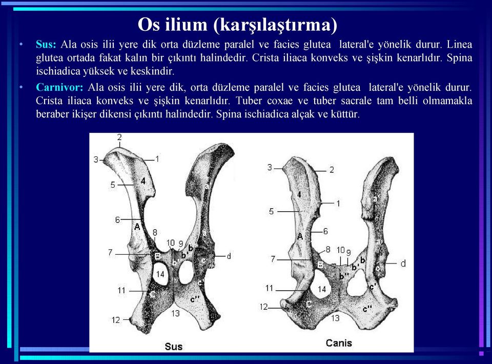 Spina ischiadica yüksek ve keskindir.