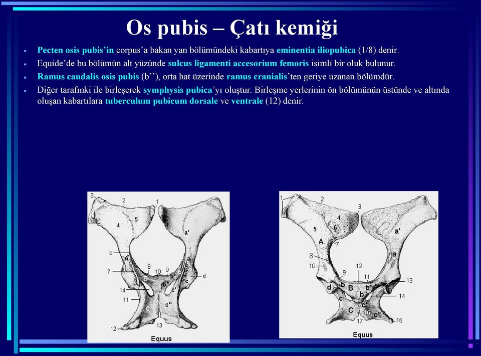 Ramus caudalis osis pubis (b ), orta hat üzerinde ramus cranialis ten geriye uzanan bölümdür.