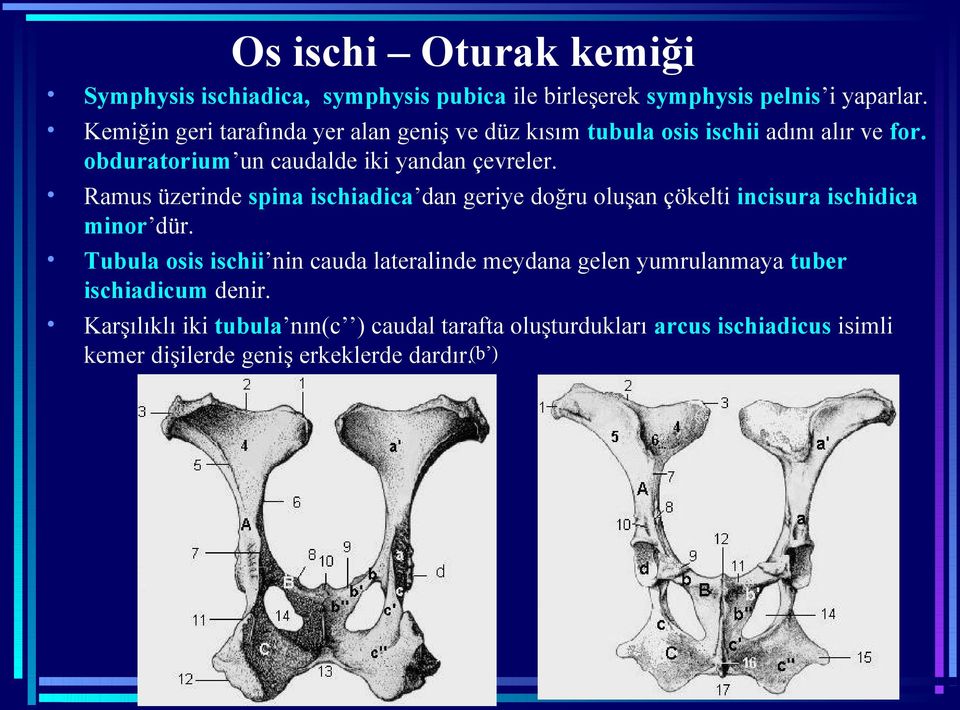 Ramus üzerinde spina ischiadica dan geriye doğru oluşan çökelti incisura ischidica minor dür.