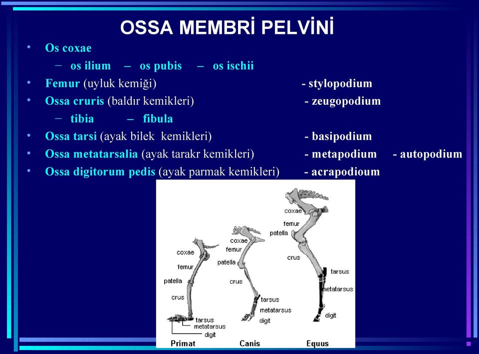 Ossa metatarsalia (ayak tarakr kemikleri) Ossa digitorum pedis (ayak parmak