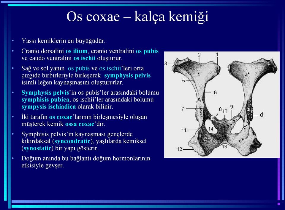 Symphysis pelvis in os pubis ler arasındaki bölümü symphisis pubica, os ischii ler arasındaki bölümü sympysis ischiadica olarak bilinir.