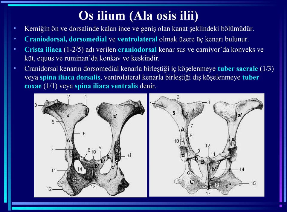 Crista iliaca (1-2/5) adı verilen craniodorsal kenar sus ve carnivor da konveks ve küt, equus ve ruminan da konkav ve keskindir.