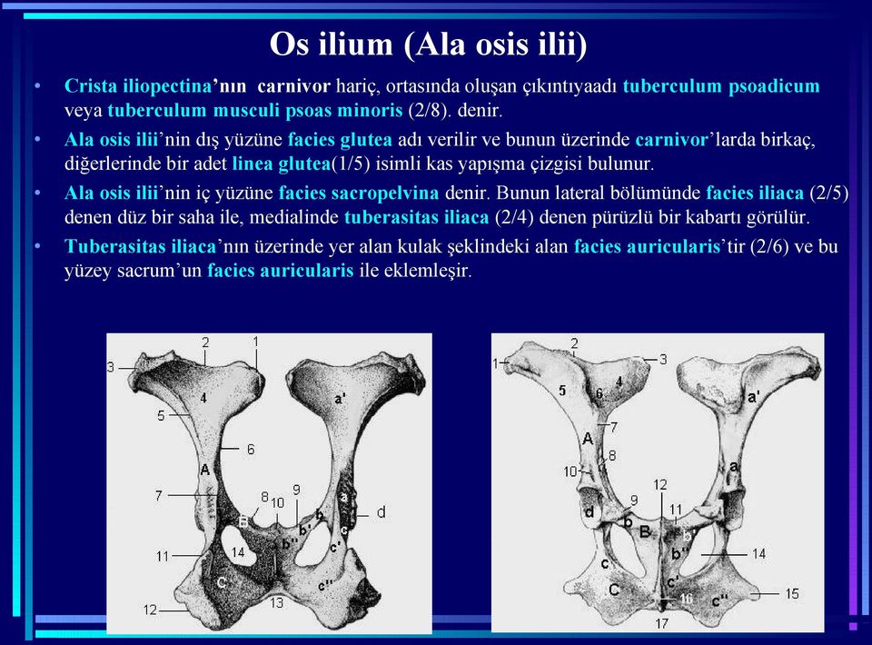 Ala osis ilii nin iç yüzüne facies sacropelvina denir.