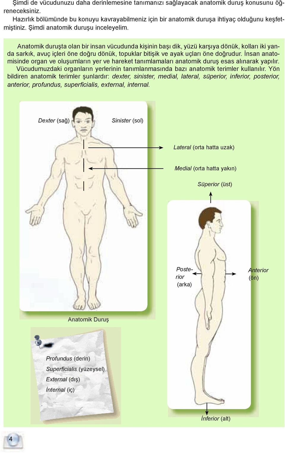 Anatomik duruşta olan bir insan vücudunda kişinin başı dik, yüzü karşıya dönük, kolları iki yanda sarkık, avuç içleri öne doğru dönük, topuklar bitişik ve ayak uçları öne doğrudur.