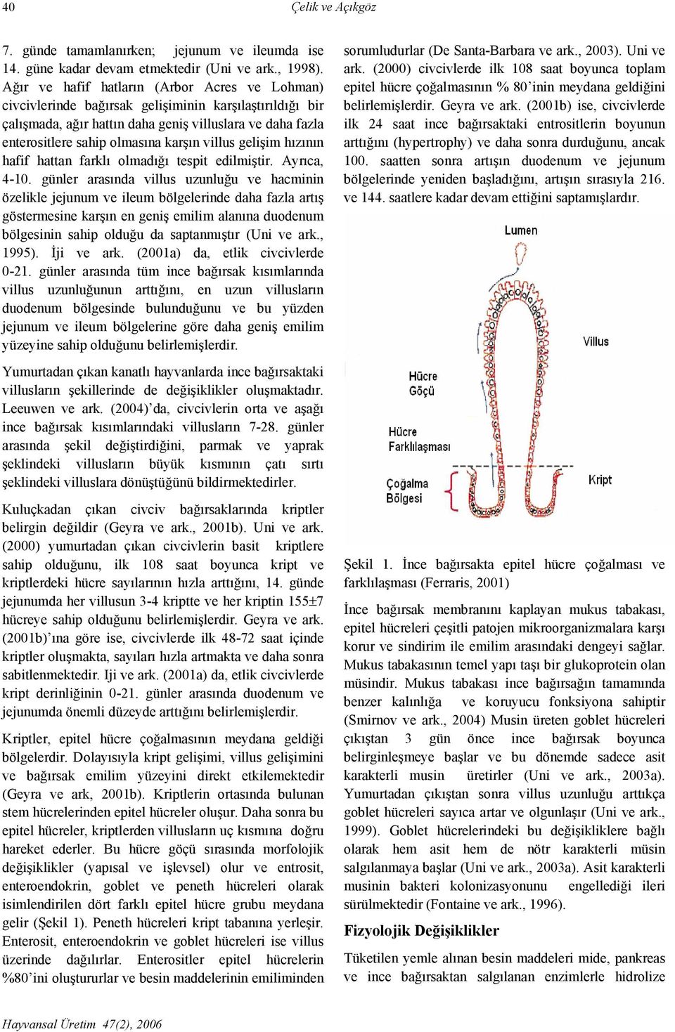 villus gelişim hızının hafif hattan farklı olmadığı tespit edilmiştir. Ayrıca, 4-10.