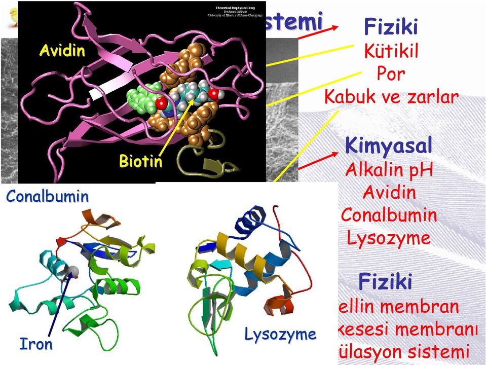 Conalbumin Lysozyme Fiziki Vitellin
