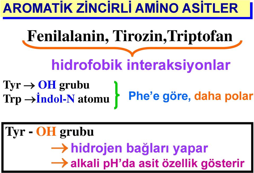 grubu Trp İndol-N atomu Phe e göre, daha polar Tyr -