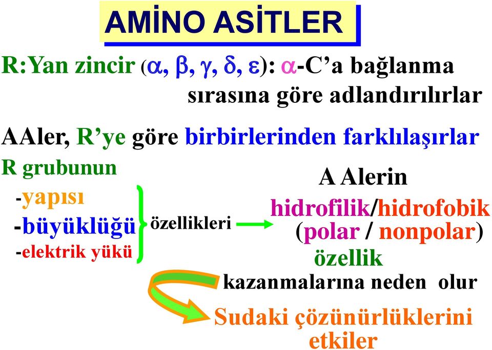 birbirlerinden farklılaşırlar özellikleri A Alerin hidrofilik/hidrofobik