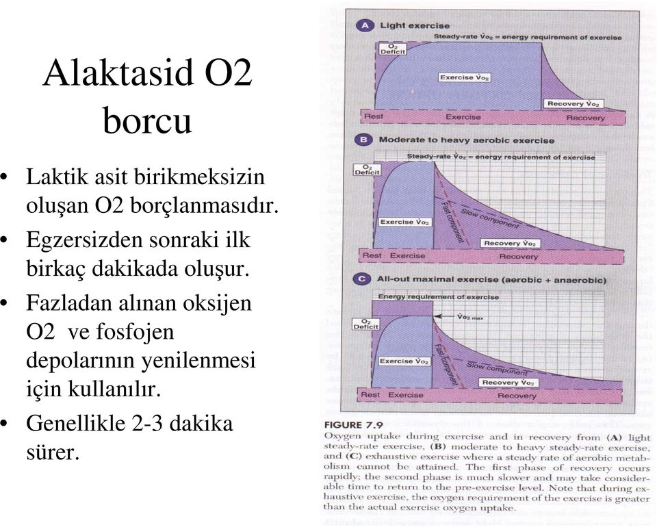 Egzersizden sonraki ilk birkaç dakikada oluşur.