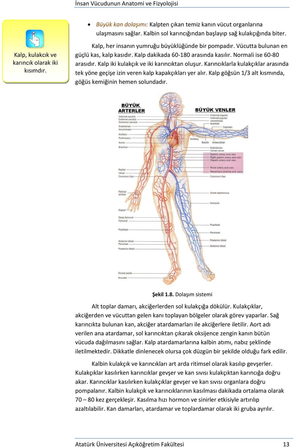 Kalp iki kulakçık ve iki karıncıktan oluşur. Karıncıklarla kulakçıklar arasında tek yöne geçişe izin veren kalp kapakçıkları yer alır. Kalp göğsün 1/3 alt kısmında, göğüs kemiğinin hemen solundadır.