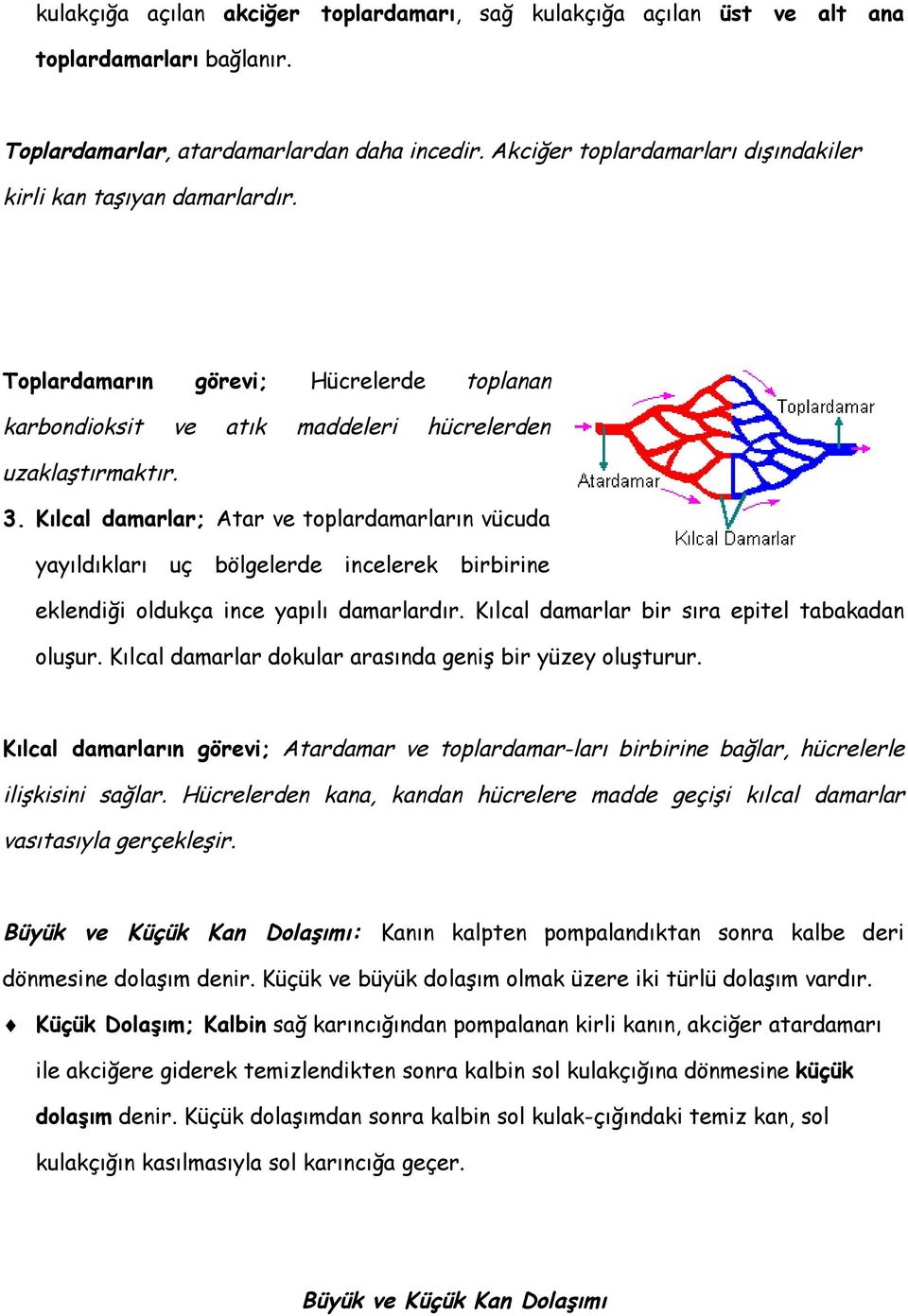 Kılcal damarlar; Atar ve toplardamarların vücuda yayıldıkları uç bölgelerde incelerek birbirine eklendiği oldukça ince yapılı damarlardır. Kılcal damarlar bir sıra epitel tabakadan oluşur.