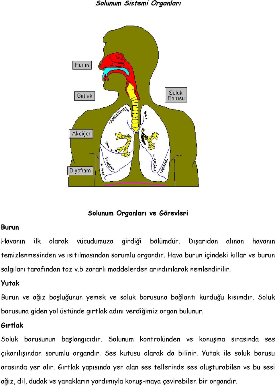 Soluk borusuna giden yol üstünde gırtlak adını verdiğimiz organ bulunur. Gırtlak Soluk borusunun başlangıcıdır. Solunum kontrolünden ve konuşma sırasında ses çıkarılışından sorumlu organdır.