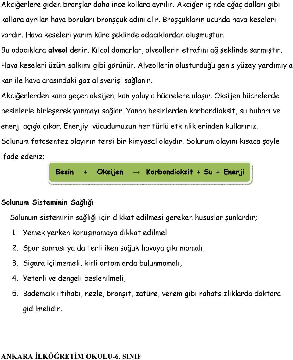 Alveollerin oluşturduğu geniş yüzey yardımıyla kan ile hava arasındaki gaz alışverişi sağlanır. Akciğerlerden kana geçen oksijen, kan yoluyla hücrelere ulaşır.