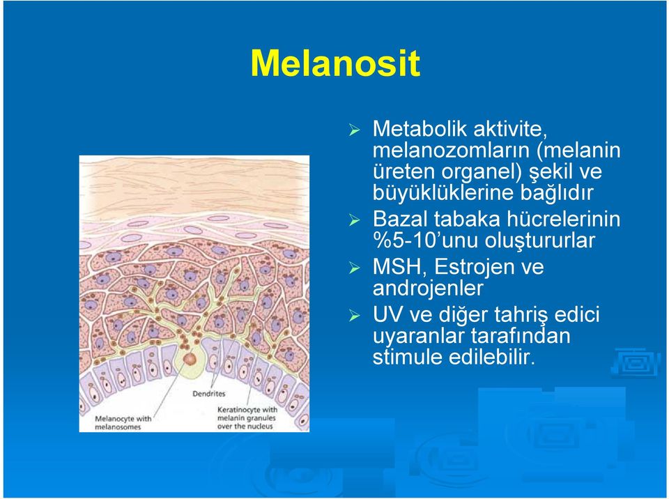 hücrelerinin %5-10 unu oluştururlar MSH, Estrojen ve