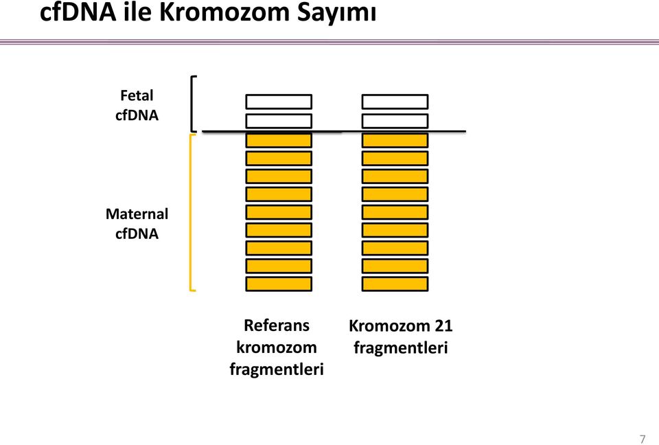 Referans kromozom