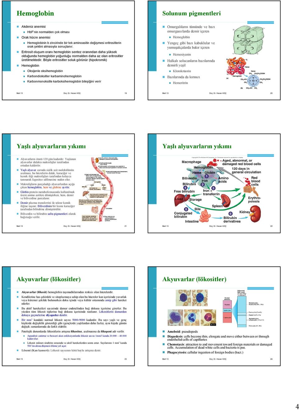 Böyle eritrositler soluk görünür (hipokromik) Hemoglobin Oksijenle oksihemoglobin Karbondioksitler karbaminohemoglobin Karbonmonoksitle karboksihemoglobin bileşiğini verir Omurgalıların tümünde ve