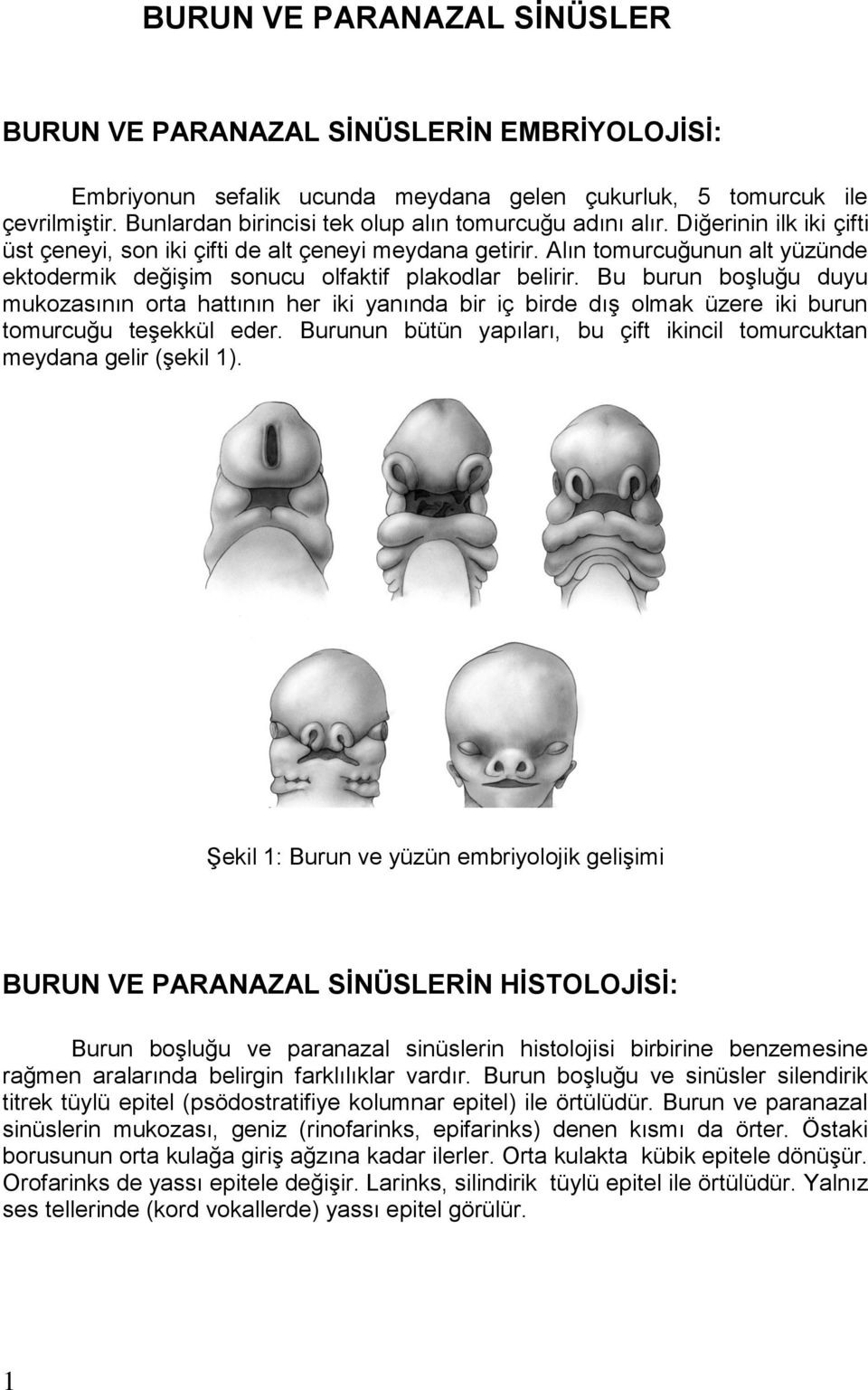 Alın tomurcuğunun alt yüzünde ektodermik değişim sonucu olfaktif plakodlar belirir.