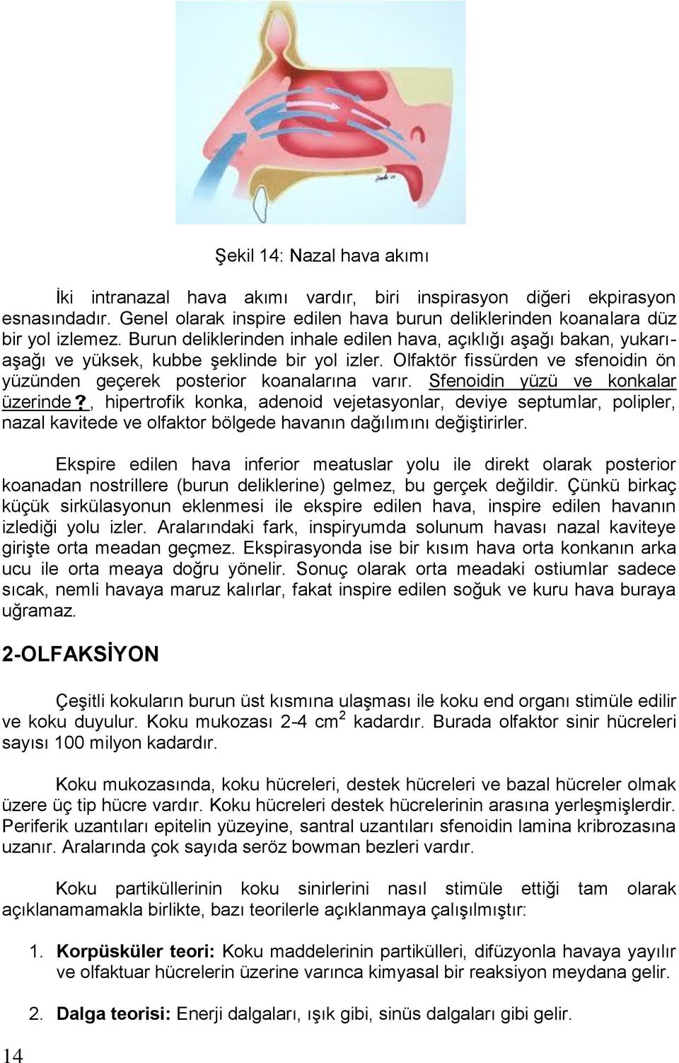 Sfenoidin yüzü ve konkalar üzerinde, hipertrofik konka, adenoid vejetasyonlar, deviye septumlar, polipler, nazal kavitede ve olfaktor bölgede havanın dağılımını değiştirirler.