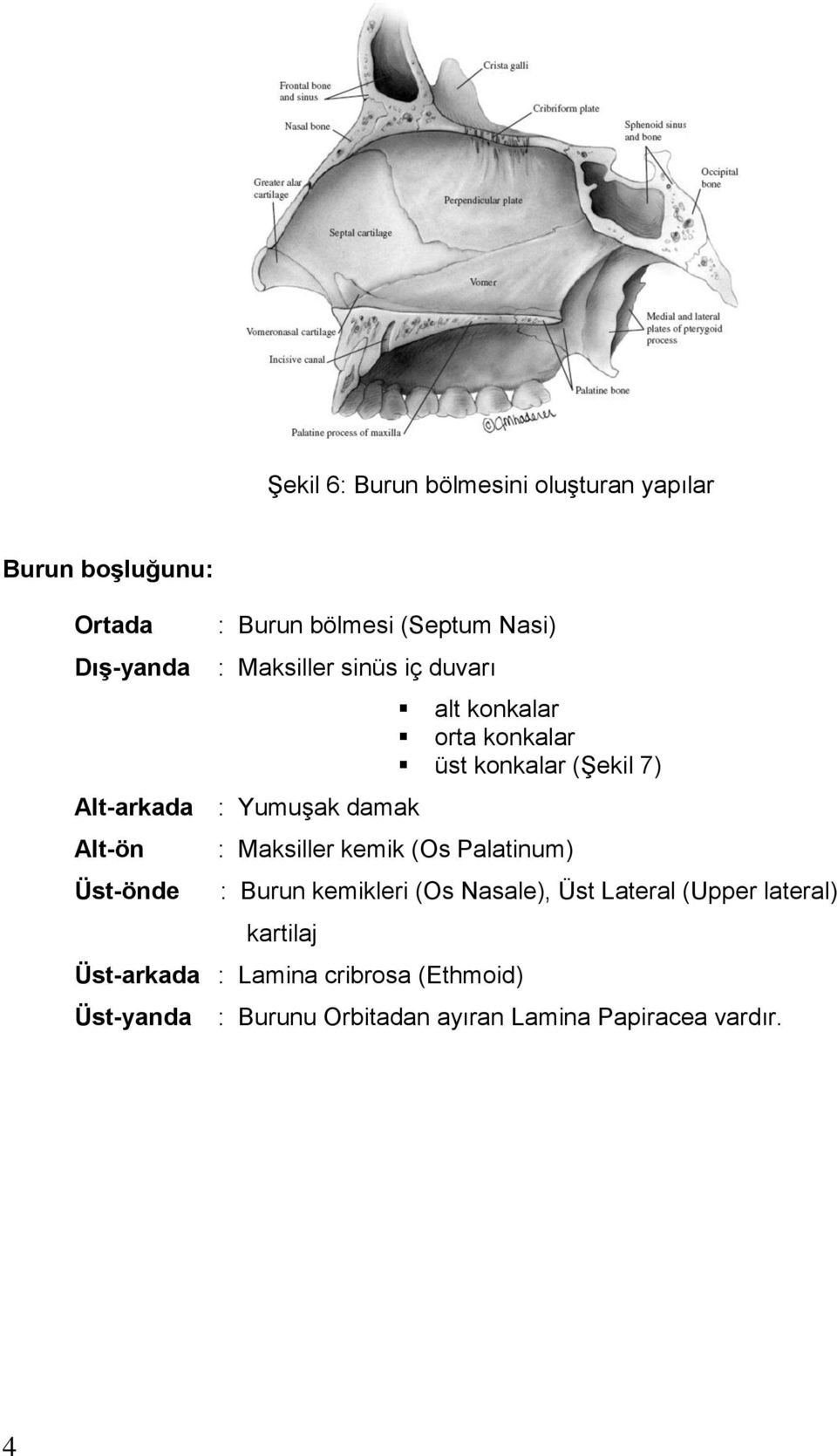 konkalar (Şekil 7) : Maksiller kemik (Os Palatinum) : Burun kemikleri (Os Nasale), Üst Lateral (Upper